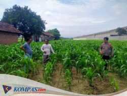 Polsek Prambon Dampingi Petani Kontrol Tanaman Jagung, Antisipasi Serangan Hama Ulat
