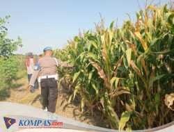 Polisi Turun Bareng Perangkat Desa Cek Lahan Pertanian Jagung di Kecamatan Tarik