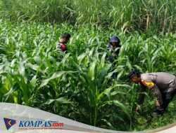 Polsek Balongbendo dan Petani Tingkatkan Program Swasembada Jagung Desa Kedungsukodani