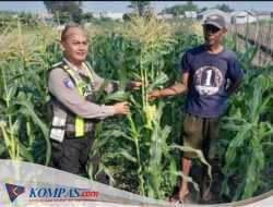 Anggota polsek krian  Aktif Dukung Ketahanan Pangan dan Swasembada Pangan, Pantau Pertumbuhan Jagung 