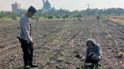 Polsek Taman Masifkan Bhabinkamtibmas Turut Pantau Gerakan Ketahanan Pangan Petani 