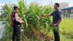 Polsek Krian Aktif Kawal Ketahanan Pangan Dan Swasembada pangan Tanaman Jagung di Desa Keboharan