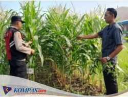 Polsek Krian Aktif Kawal Ketahanan Pangan Dan Swasembada pangan Tanaman Jagung di Desa Keboharan