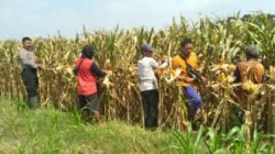 Polsek Balongbendo Panen Jagung Di Desa Singkalan Untuk Dukung Swasembada Pangan
