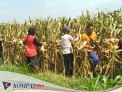 Polsek Balongbendo Panen Jagung Di Desa Singkalan Untuk Dukung Swasembada Pangan