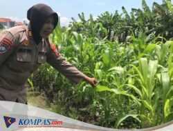 Tanaman Jagung Mulai Berbuah, Polsek Gedangan Intensifkan Pendampingan Ketahanan Pangan