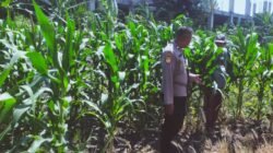 Tingkatkan Swasembada Pangan, Polsek Sedati Dampingi Pengembangan Lahan Jagung 