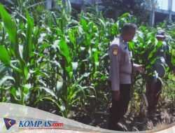 Tingkatkan Swasembada Pangan, Polsek Sedati Dampingi Pengembangan Lahan Jagung 