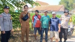 Polsek Balongbendo Ajak Petani Perhatikan Perkembangan Jagung Hibrida di Desa Singkalan