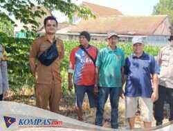 Polsek Balongbendo Ajak Petani Perhatikan Perkembangan Jagung Hibrida di Desa Singkalan