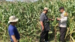 Polsek Sidoarjo Kota Dampingi Perawatan Jagung untuk Dukung Swasembada Pangan