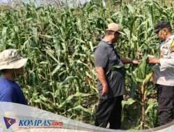 Polsek Sidoarjo Kota Dampingi Perawatan Jagung untuk Dukung Swasembada Pangan