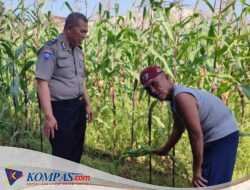 Bhabinkamtibmas Desa Buncitan Dampingi Perawatan Jagung Dukung Swasembada Pangan