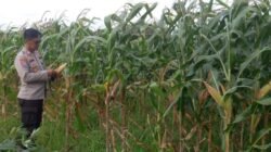 Polsek Krembung Intensifkan Pendampingan Lahan Jagung, Dukung Swasembada Pangan