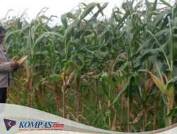 Polsek Krembung Intensifkan Pendampingan Lahan Jagung, Dukung Swasembada Pangan