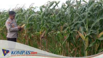 Polsek Krembung Intensifkan Pendampingan Lahan Jagung, Dukung Swasembada Pangan