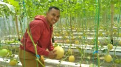 Kepala Desa Kunjungi Green House Melon Jadi Inspirasi Bumdes Desa Watugolong Kecamatan Krian 