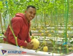 Kepala Desa Kunjungi Green House Melon Jadi Inspirasi Bumdes Desa Watugolong Kecamatan Krian 