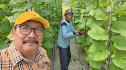 Sugiono SE. MM. Kepala Desa Gempol Klutuk Kecamatan Tarik  Inspirasi Green House Melon 