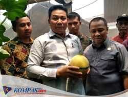 Ir H Supriyono SH MH Anggota DPRD Sidoarjo Feraksi Gerinda Ikut Dampingi Bupati Panen Melon Di Desa Candinegoro kecamatan Wonoayu 