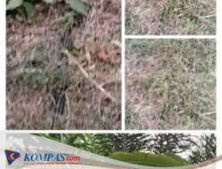 Kabel PLN Arus Besar Menempel di Tanah, Warga ; Bukti Lemahnya Pengawasan Petugas