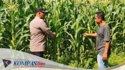 Jajaran Polresta Sidoarjo Dan Polsek Tanggulangin Dukung Ketahanan Pangan Di Desa Randegan
