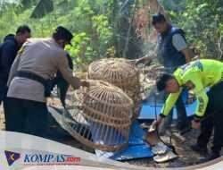 Polsek Waru Turun Langsung Tindaklanjuti Informasi Arena Sabung Ayam di Desa Bungurasih