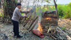 Polresta Sidoarjo Bersama Polsek Sukodono Tindak Lanjuti Dumas Sabung Ayam di Desa Bangsri