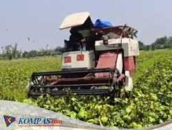Desa Kalimati Kecamatan Tarik Panen Raya Kacang Hijau Dengan Alat Moderen